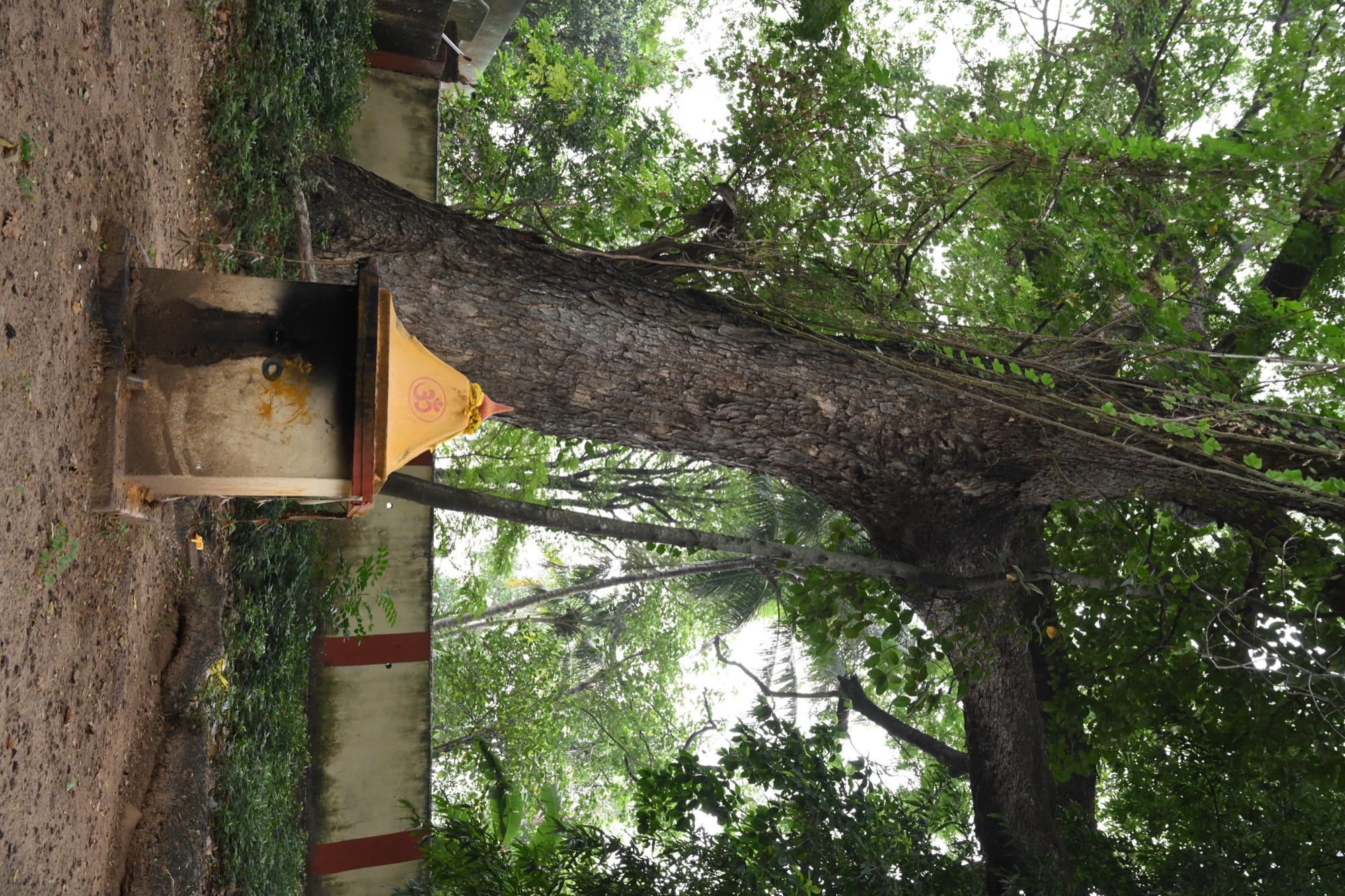 നാഗ ദൈവം